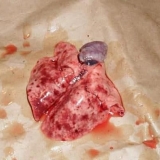 Vgbk ili virusna hemoragijska bolest kunića - koja je opasnost od bolesti